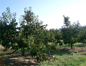 市田柿の果樹園